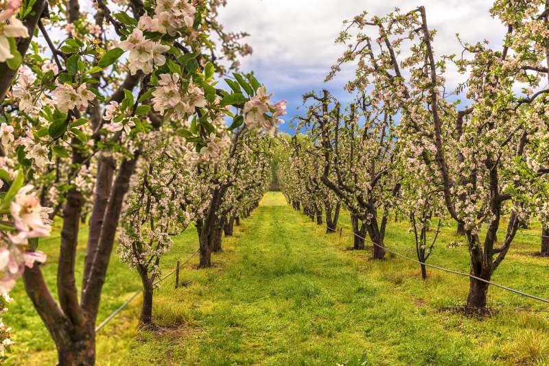 9 advantages of electric pruning shears