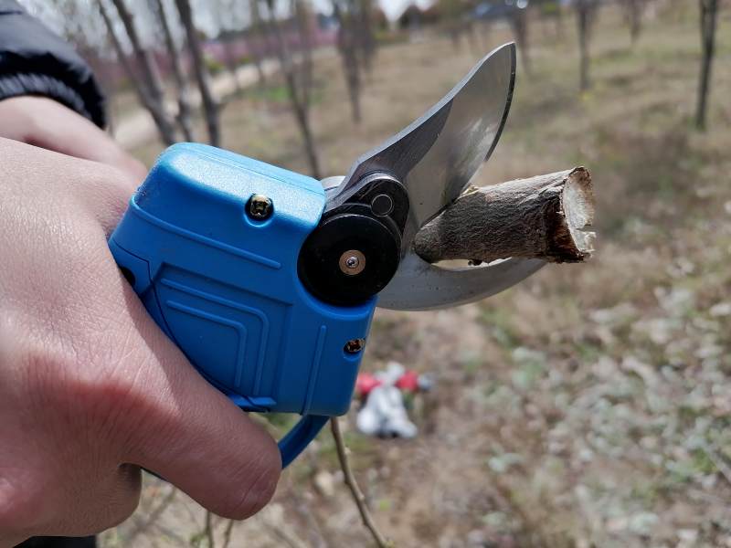 Do I need to cut the roots with an battery pruner shear