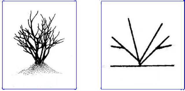Trees in different shapes